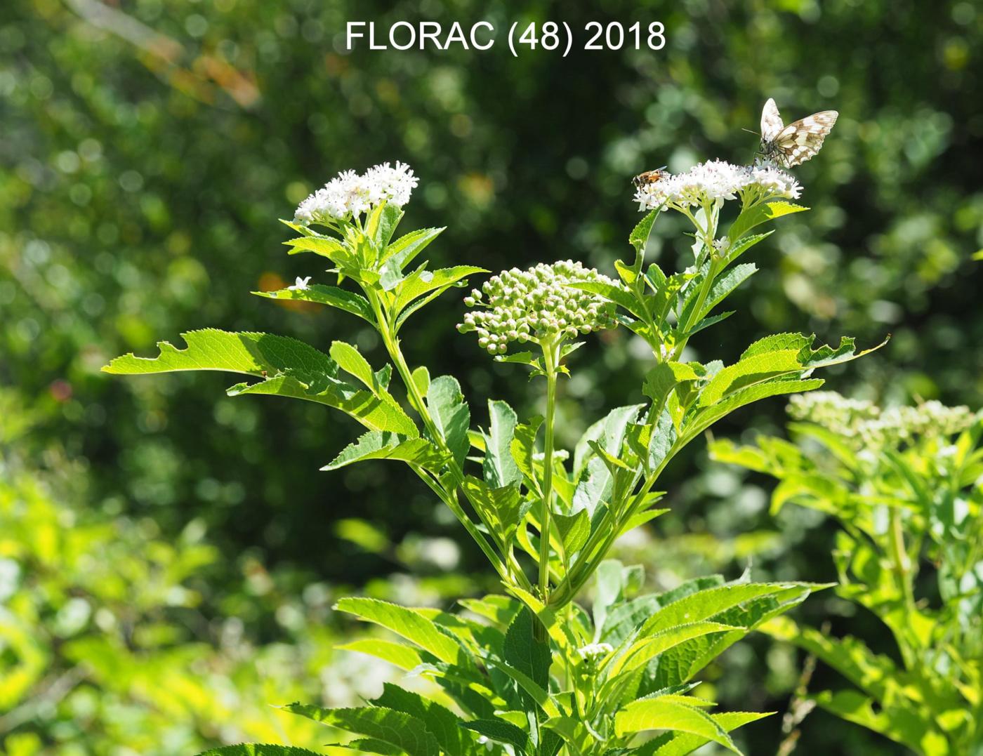 Elder, Dwarf, Danewort plant